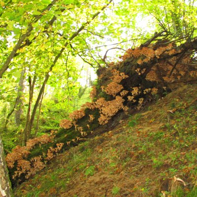 Powalona kłoda drzewa obrośnięta na całej długości grzybami